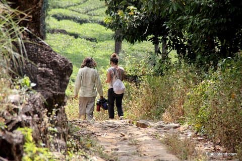 Halv dag Top Valley trek i Munnar