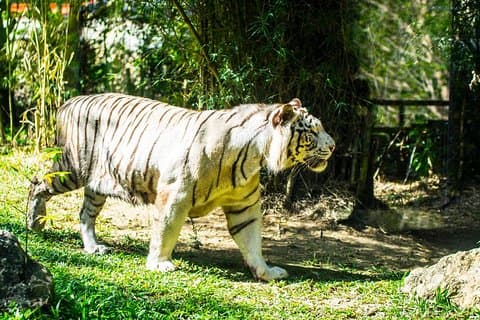 Safari en avonturenpark Cebu