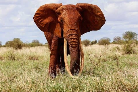 Private 2-Day Tsavo East National Park Safari From Mombasa