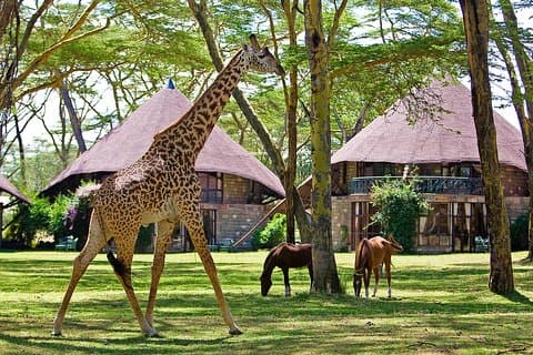 4 dagars Lake Naivasha & Masai Mara Luxury Safari