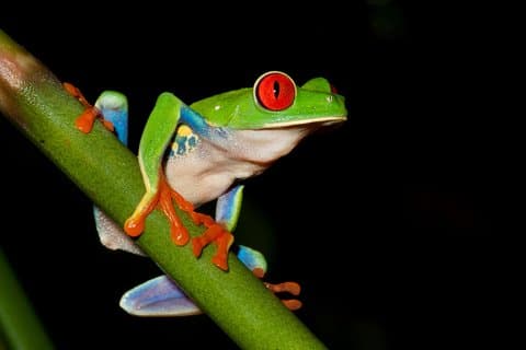 Grenouille, regarder, jungle, nuit, marche