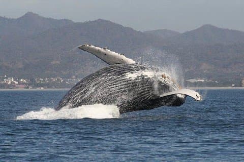 Excursion d'une demi-journée en petit groupe à Puerto Vallarta