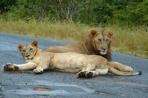 Hluhluwe Imfolozi and St Lucia 3 Day Safari from Durban