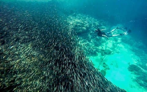 The Ultimate Rush: Moalboal Sardine Run and Kawasan Canyoneering