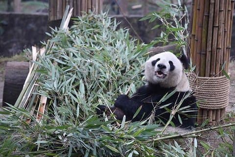En dag Panda Keeper Frivillig i Dujiangyan