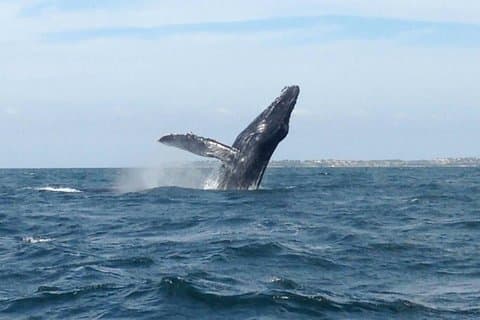 Whale Watching and Snorkeling in Marietas Islands National Park