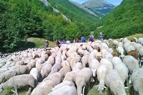 Um dia com o pastor ordenhando ovelhas e fazendo queijo no Parque Nacional de Abruzzo