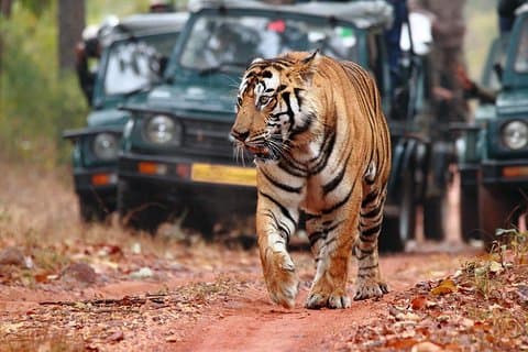Från Delhi: 5-dagars Tiger Safari och Golden Triangle Tour