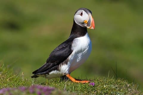 Puffin- und Vulkantour mit Ebbi