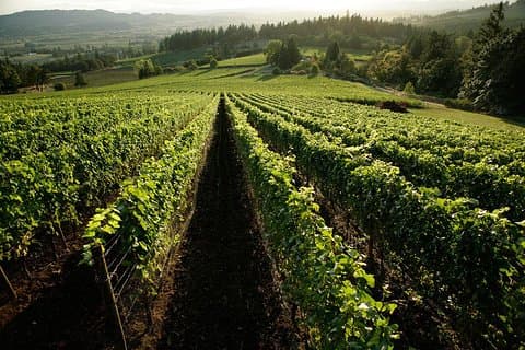 Chianti Vineyards Tours in privaten Luxus Van aus Florenz