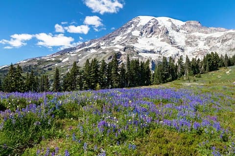 Private Mt Rainier National Park Dagstur fra Seattle