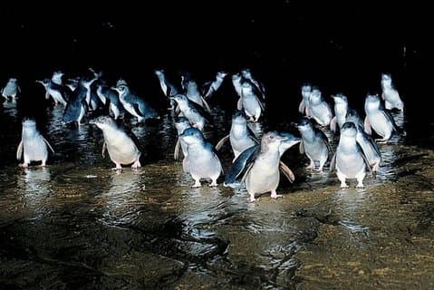 Tournée privée de la parade des pingouins de Phillip Island