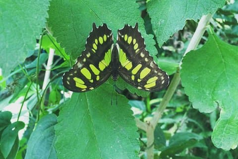 Tour dei Giardini delle Farfalle di Monteverde