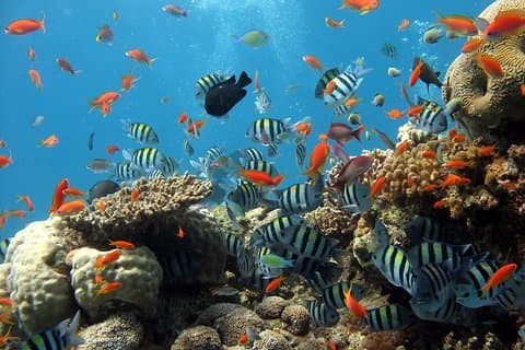 Snorkeling And Fishing To The South Phu Quoc