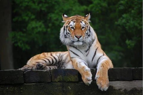 Tour di 11 giorni Delhi Agra Ranthambore Udaipur Jaipur Delhi