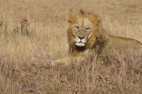 Parque Nacional Lago Nakuru - Tour de día completo