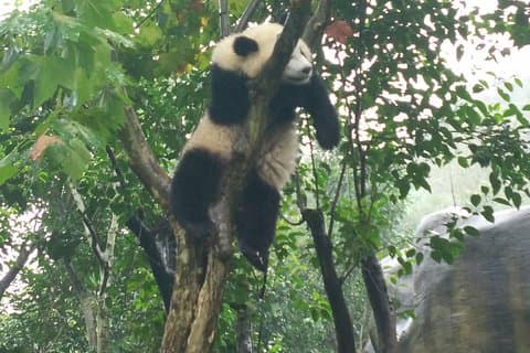 Privat tilpasses Panda Trip i Chengdu