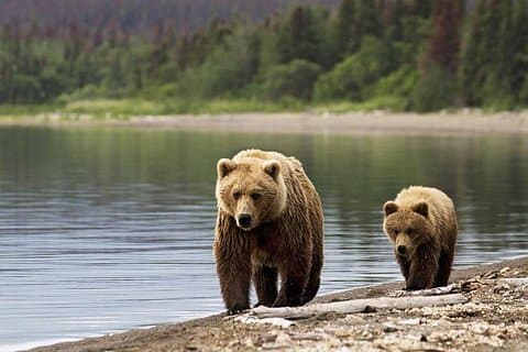 Bear Watching i Transsylvanien 2-dages tur