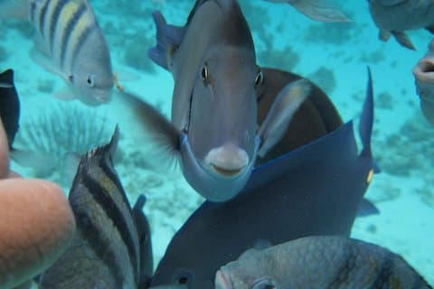 Stingray City Experience Plus duas paragens de snorkel no Grand Cayman
