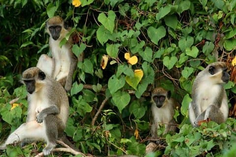St Kitts Rainforest Tour