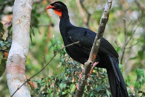 Birdwatching Day to Los Tarrales Nature Reserve (Private tour)