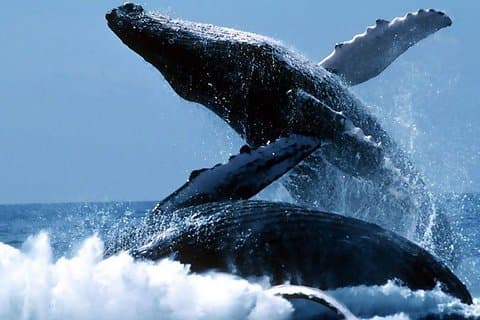 The Best of Cape Town Whale Watching Full Day Tour and Transport