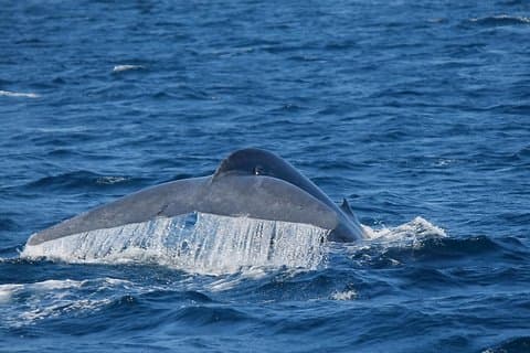 Whale Watching Day Trip to Mirissa From Colombo Or Negombo