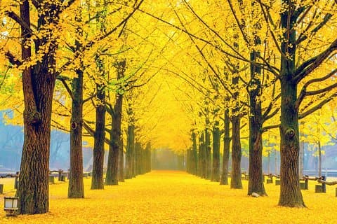 Individuelle Tour zum ganztägigen Ausflug nach Nami Island und Umgebung