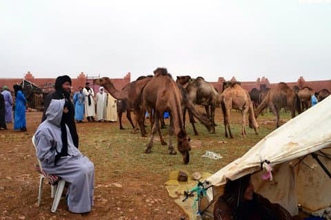 Saturday weekly Camel Market