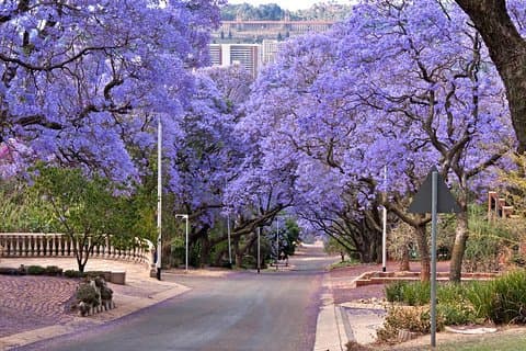 Pretoria City & Heritage Dagstur fra Johannesburg