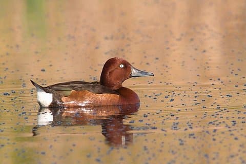 Private Day Birding Along the Southern Bulgarian Black Sea Coast