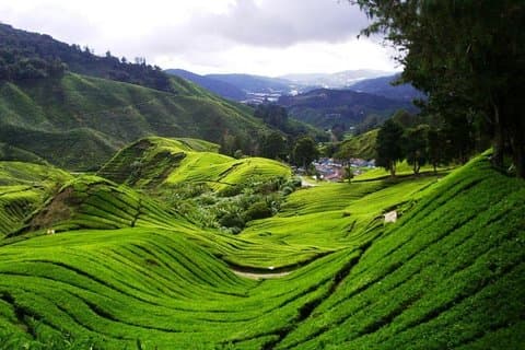 Private Cameron Highlands med Batu Caves fra Kuala Lumpur