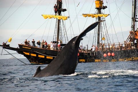 Whale-Watching Pirate Ship Cruise i Los Cabos