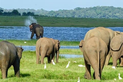 Excursión de un día al Parque Nacional Minneriya, Sigiriya y Dambulla desde Kandy