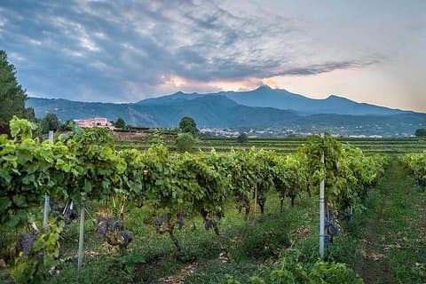 Transportation to Etna Wine Tasting from Messina