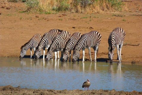 Pilanesberg Game Reserve 6 Stunden Sunrise Safari von Johannesburg oder Pretoria