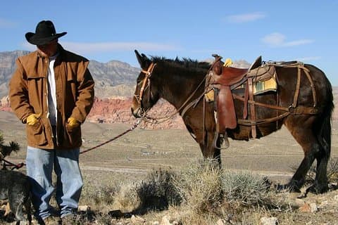 Twee uur paardrijden door de Red Rock Canyon