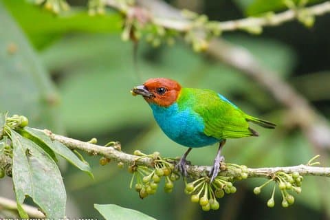 Tour di birdwatching nel Parco di Cajas e nell'area della foresta tropicale di Tamarindo da Cuenca