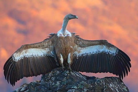 Two-day Private Birding Trip: The Eastern Rhodopes & Sakar