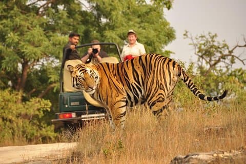 2-Tages Ranthambore Nationalpark Tour von Jaipur