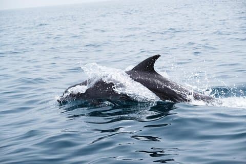 Excursions d'observation des dauphins à Oman