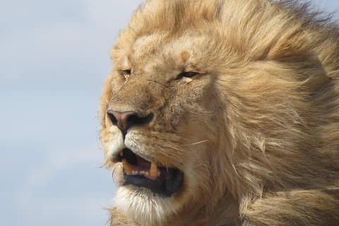 9 dages safari for at se den store migrationskrydsning