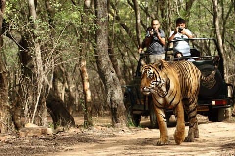 03 dagar Privat Wildlife Ranthambore Tiger Tour från Jaipur