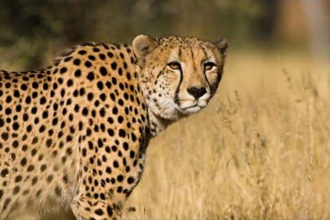 Tented 3-Days Kruger Park Safari from Johannesburg
