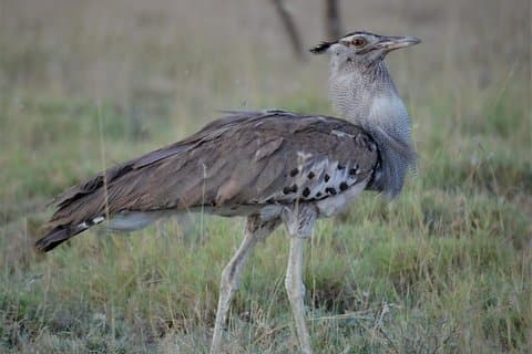 Privat 2-dagers safari, natur, til Awash nasjonalpark
