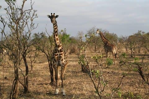 MIKUMI NATIONAL PARK - 3 Days