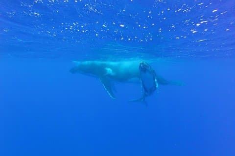 Whale Watching Tours in Bora Bora
