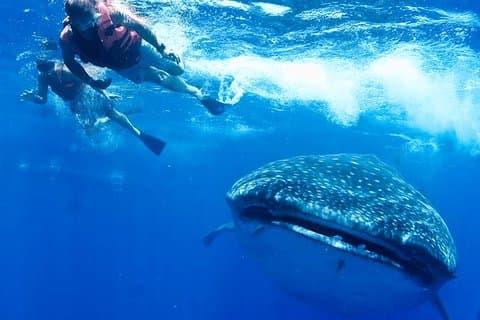 Tiburón ballena privado Ecofriendly tour desde Cancún