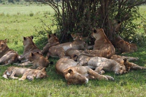 5 jours de safari au Masai Mara, au lac Nakuru et au lac Naivasha en jeep 4x4