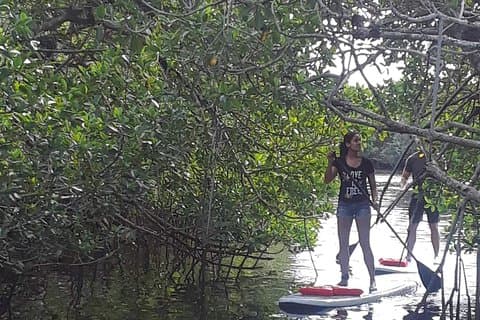 Napoli Fl, Paddleboard Mangrove Forest Tour